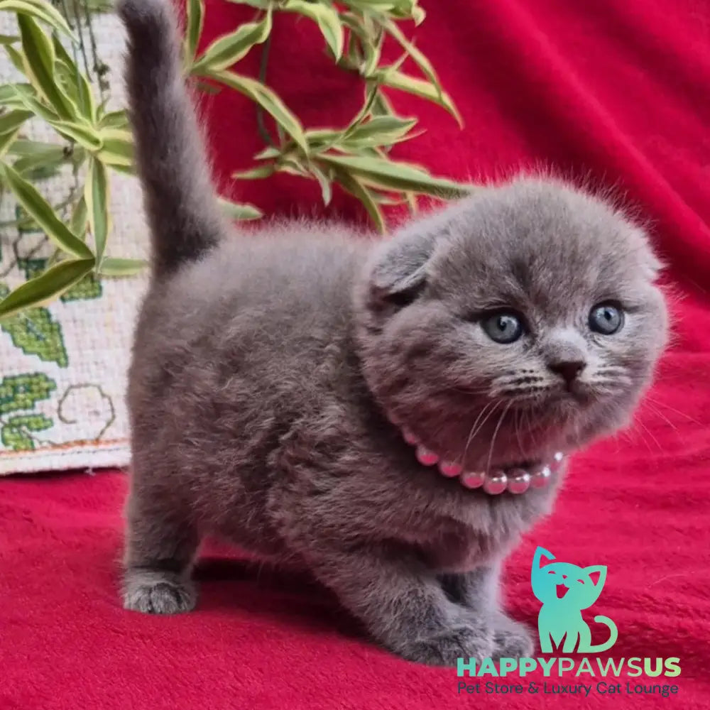 Lucas Scottish Fold male blue - live animals