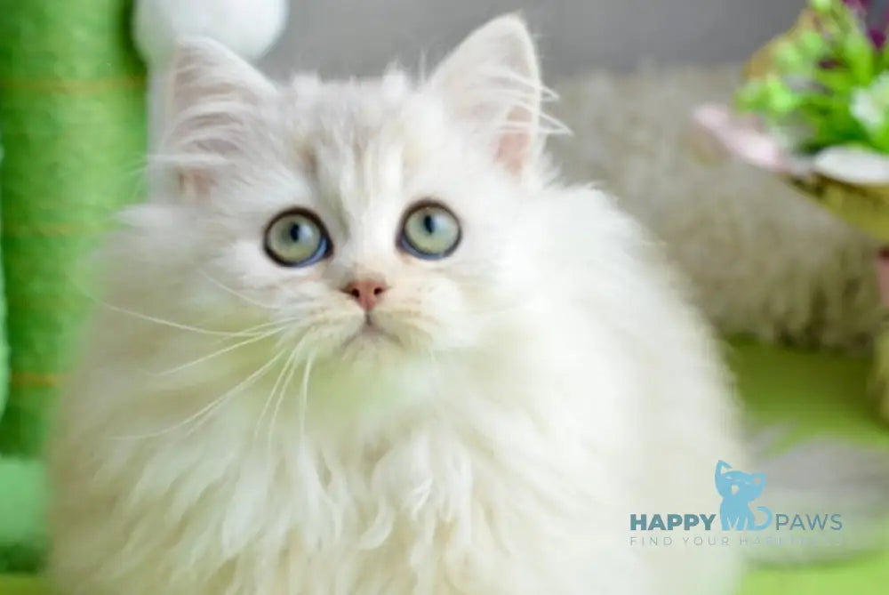 Lucas Scottish Straight male black silver shaded live animals