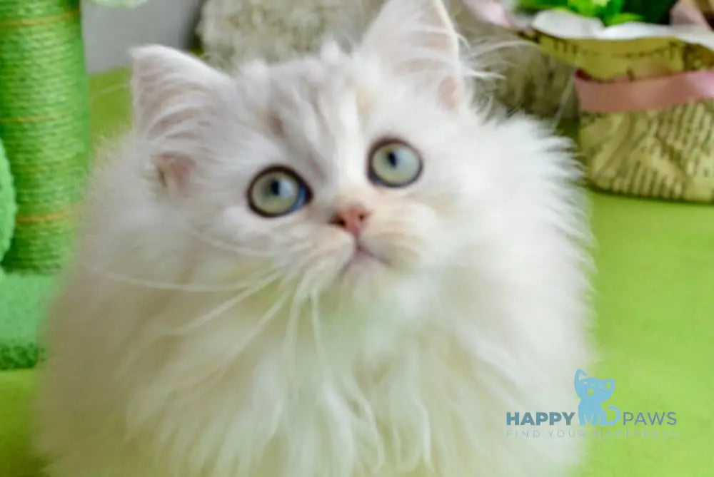 Lucas Scottish Straight male black silver shaded live animals