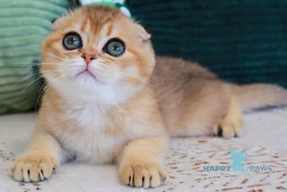 Lucas Scottish Straight male chocolate golden shaded - live animals