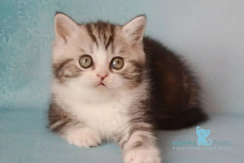 Luchik Scottish Straight male black silver tabby bicolour live animals