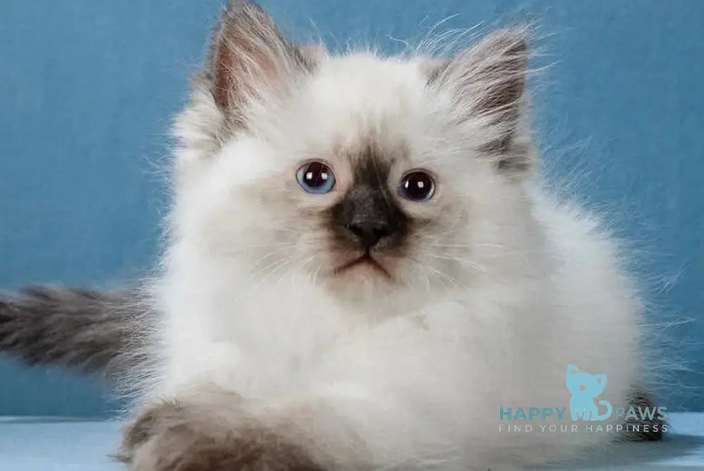 Lucia Neva Masquerade female black pointed live animals