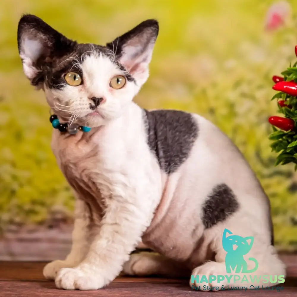 Lucke Devon Rex male black harlequin - live animals
