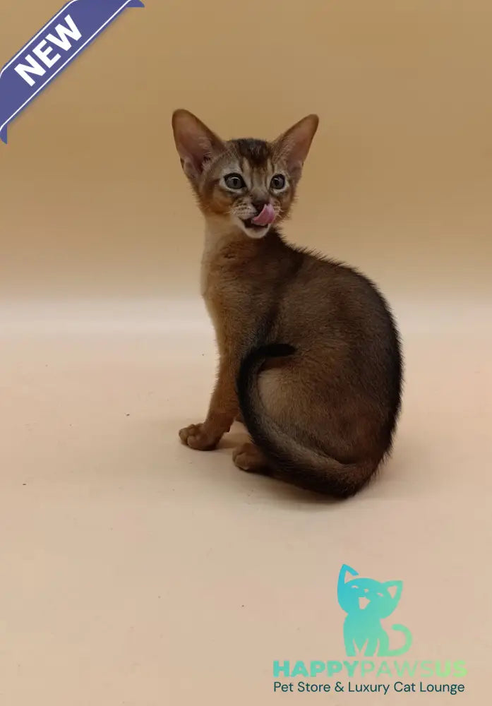 Lucky Abyssinian male ruddy - live animals