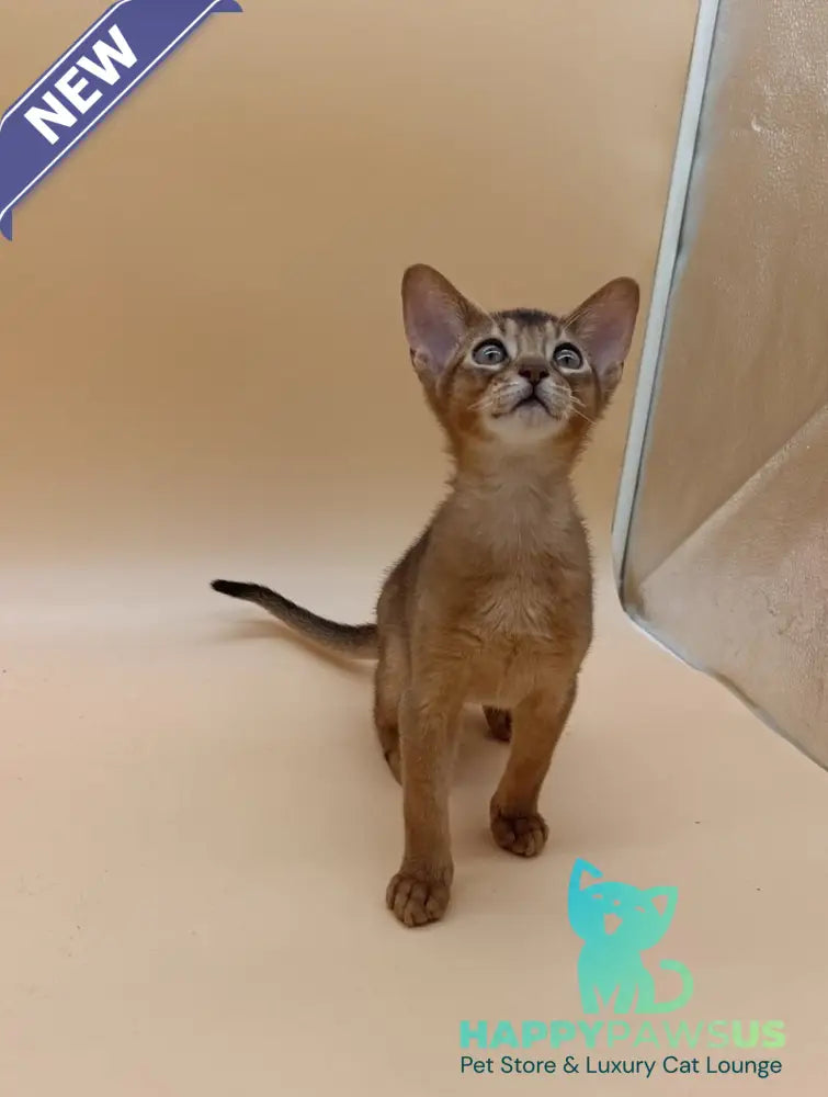 Lucky Abyssinian male ruddy - live animals