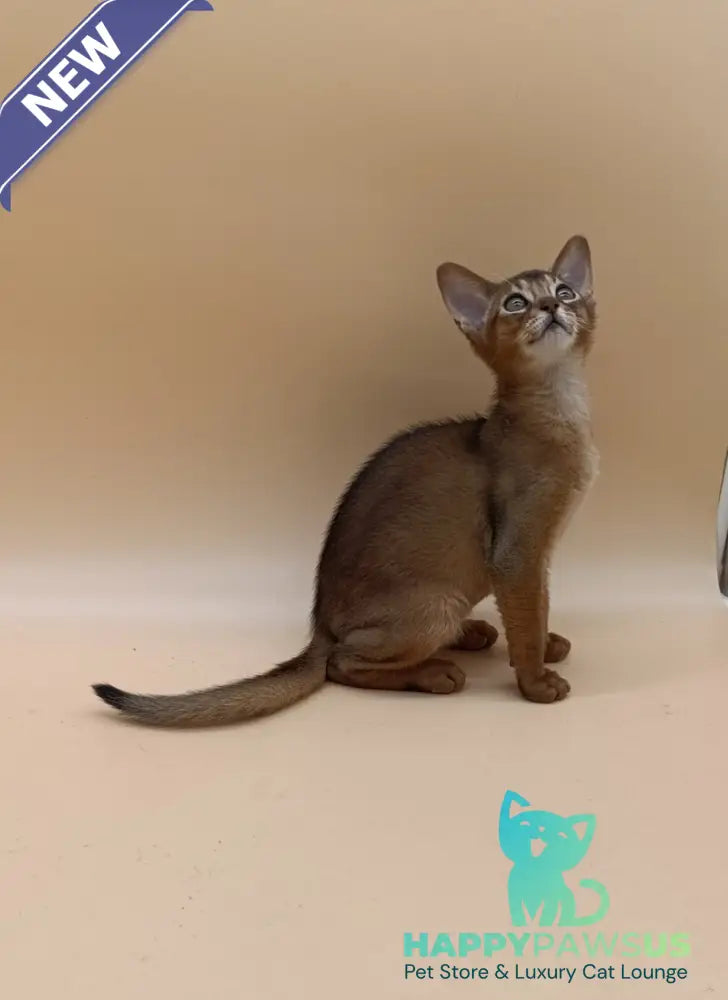Lucky Abyssinian male ruddy - live animals
