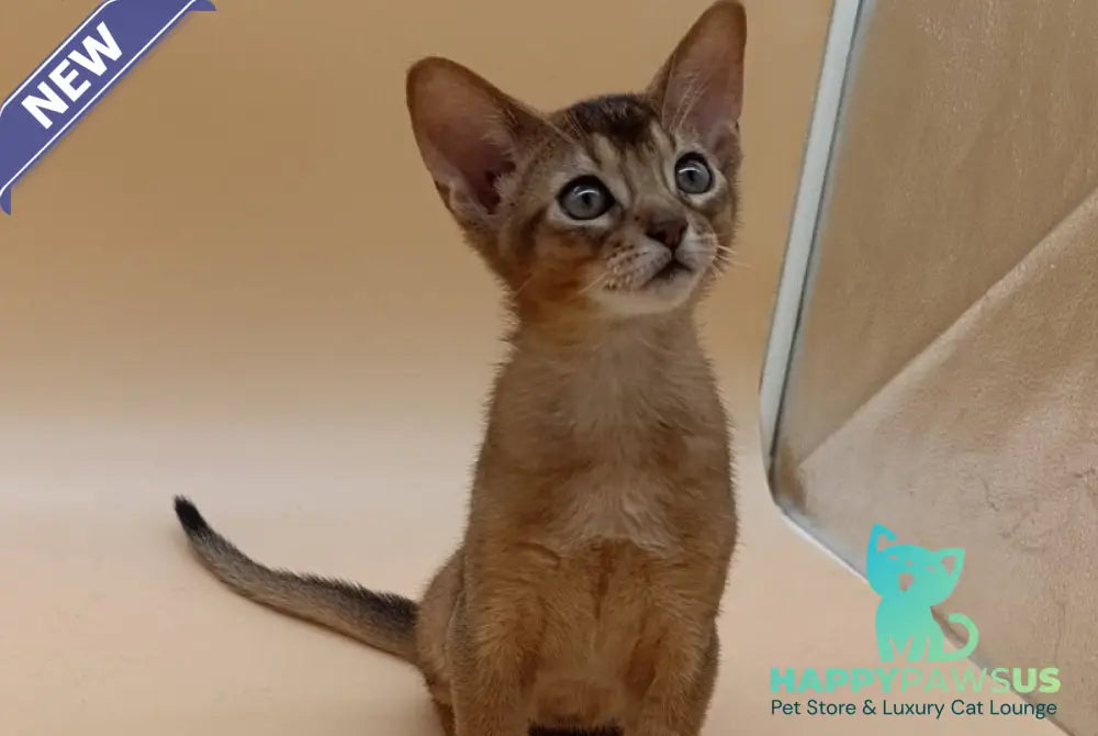 Lucky Abyssinian male ruddy - live animals
