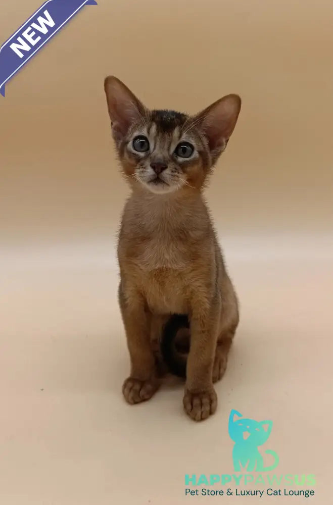 Lucky Abyssinian male ruddy - live animals