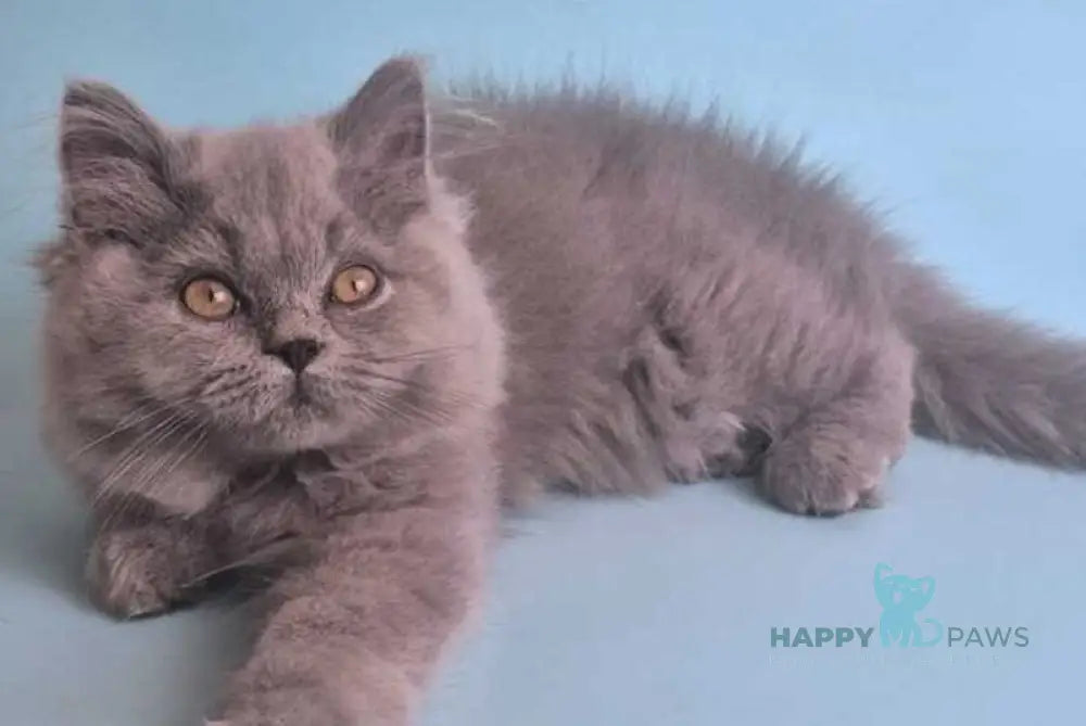 Lucky British Shorthair male blue live animals