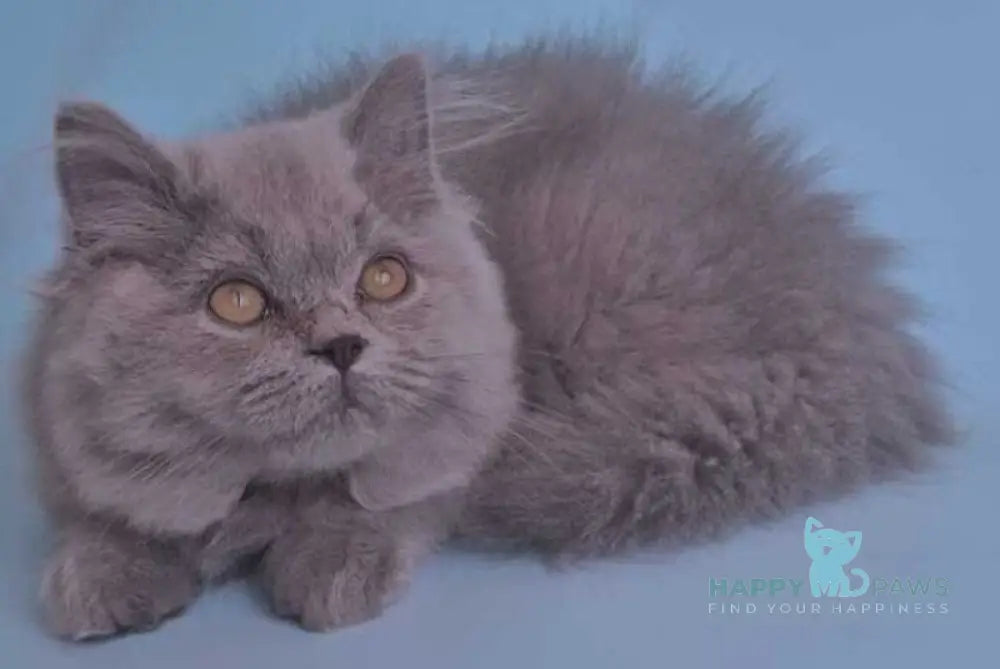 Lucky British Shorthair male blue live animals