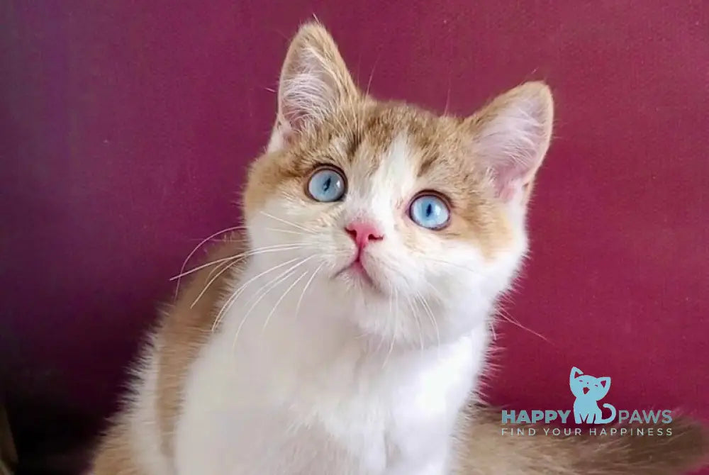 Lucky British Shorthair male chocolate golden shaded bicolour live animals