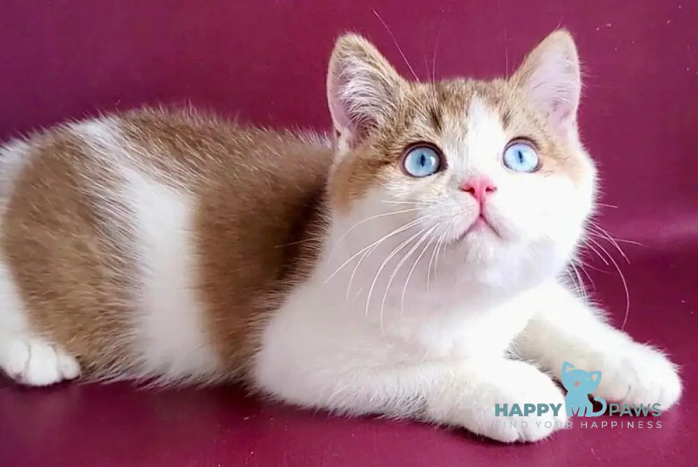 Lucky British Shorthair male chocolate golden shaded bicolour live animals