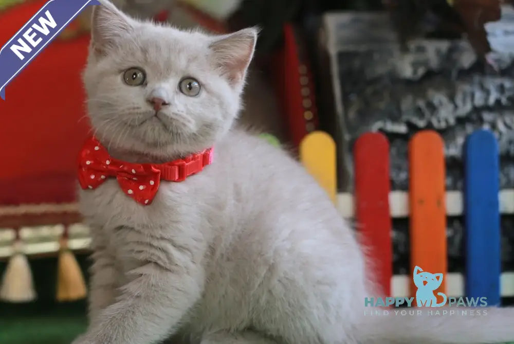 Lucky British Shorthair male fawn live animals