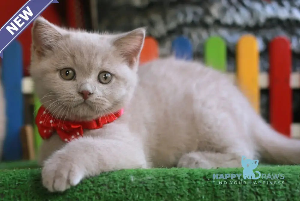 Lucky British Shorthair male fawn live animals