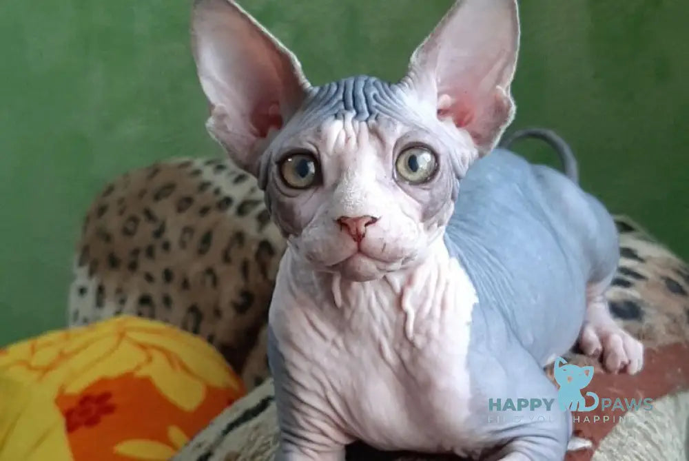 Lucky Canadian Sphynx female black tabby bicolour live animals