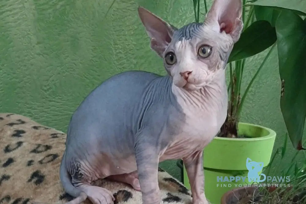 Lucky Canadian Sphynx female black tabby bicolour live animals