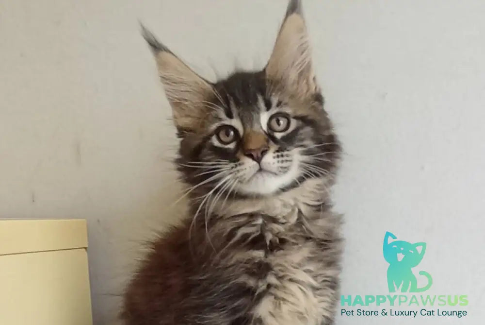 Lucky Maine Coon male black tabby - live animals