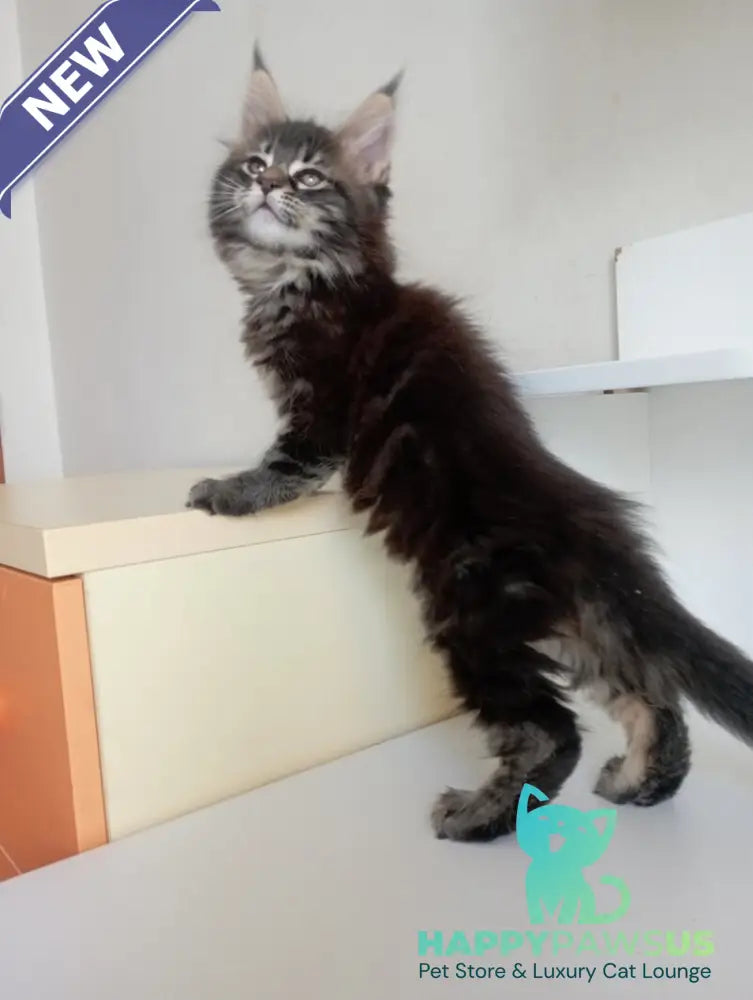 Lucky Maine Coon male black tabby - live animals