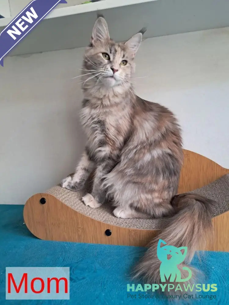 Lucky Maine Coon male black tabby - live animals