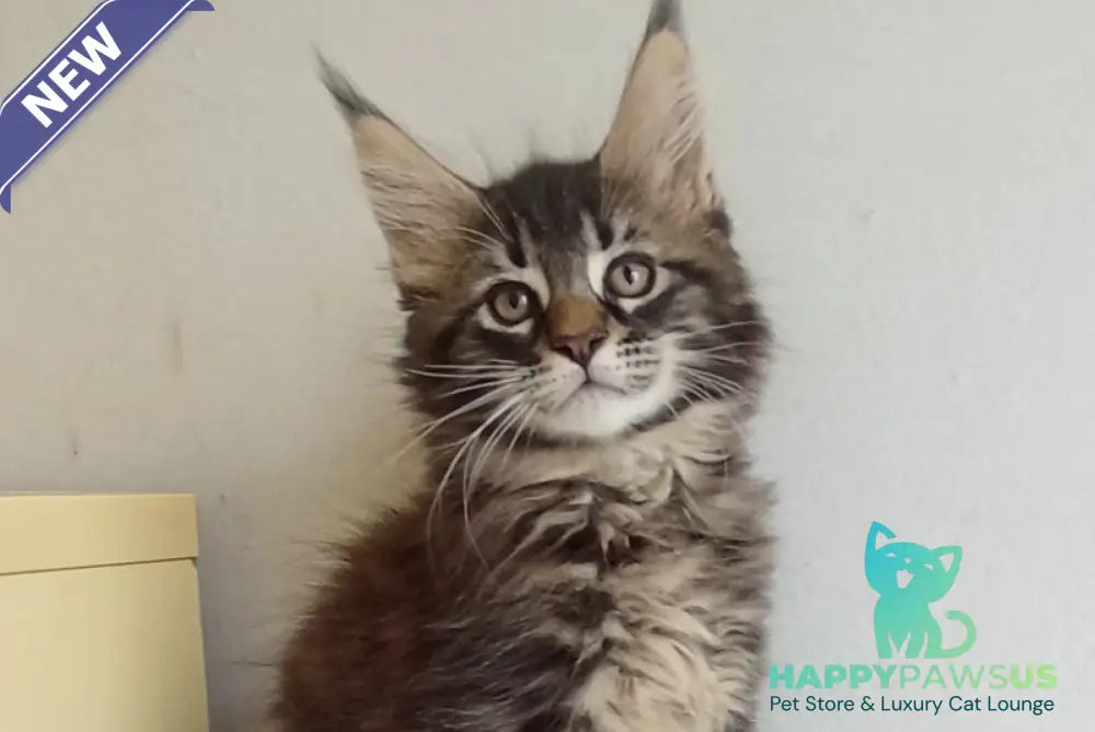 Lucky Maine Coon male black tabby - live animals