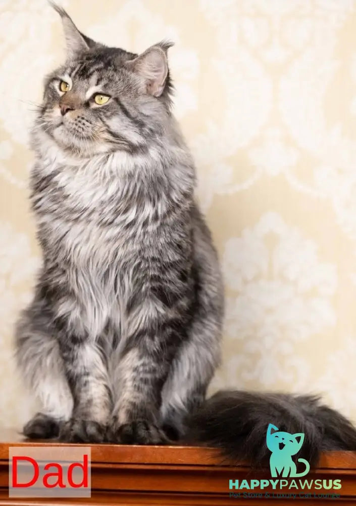 Lucky Maine Coon male black tabby - live animals