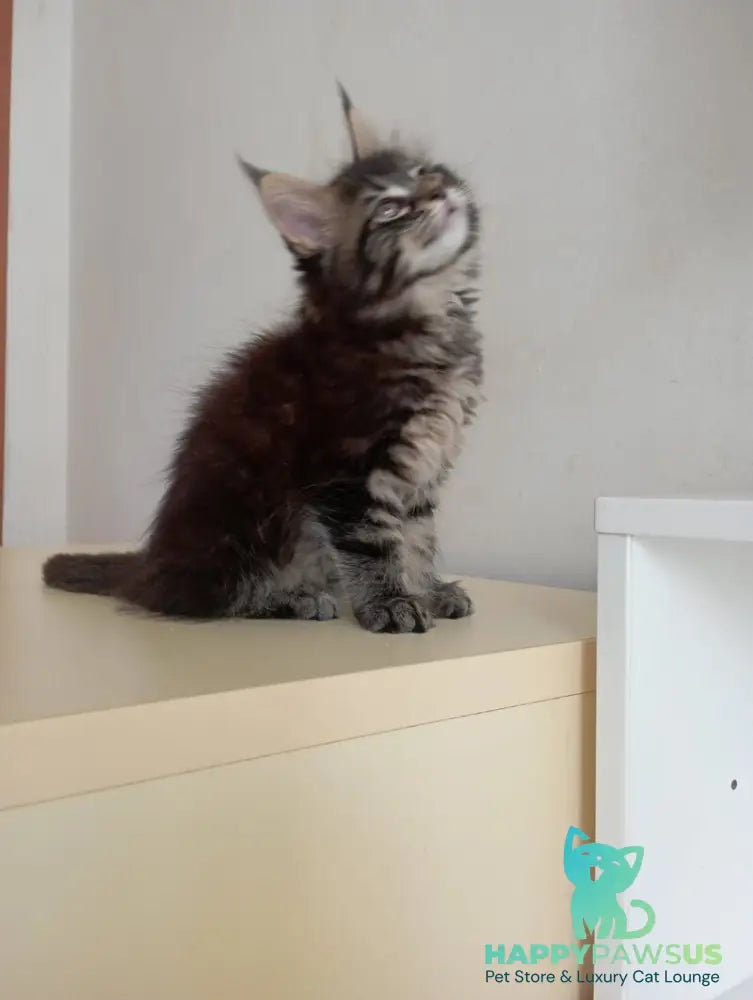 Lucky Maine Coon male black tabby - live animals
