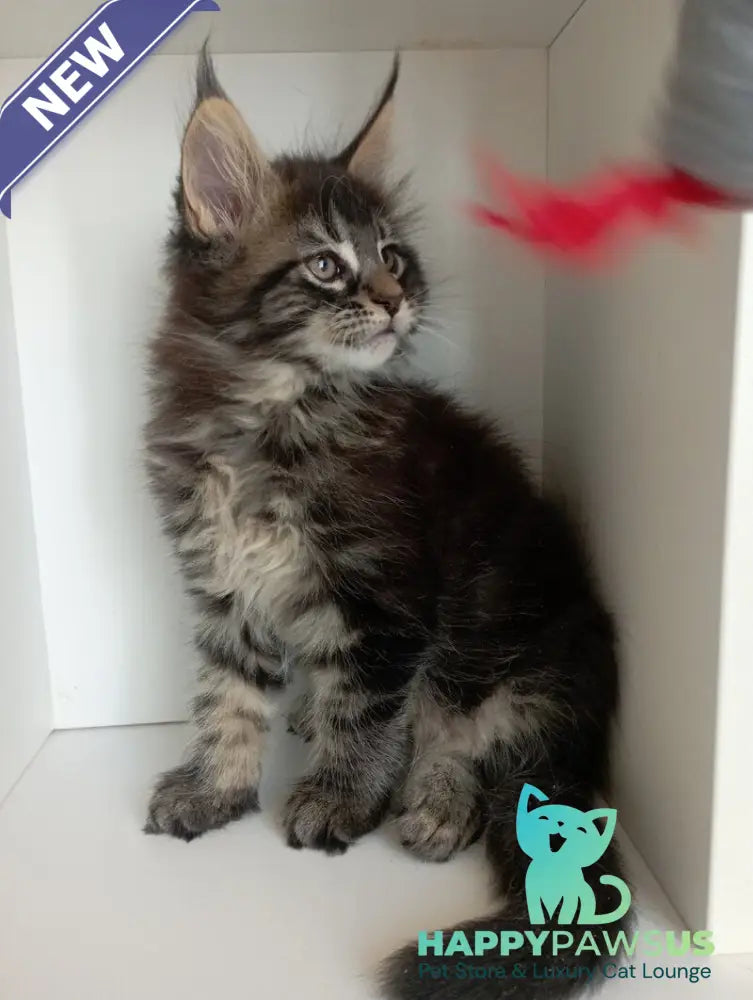 Lucky Maine Coon male black tabby - live animals