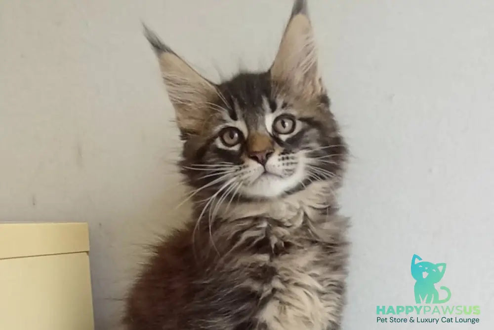 Lucky Maine Coon male black tabby - live animals