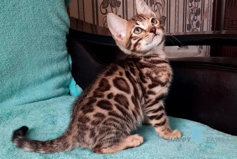 Lui Bengal male black spotted tabby live animals
