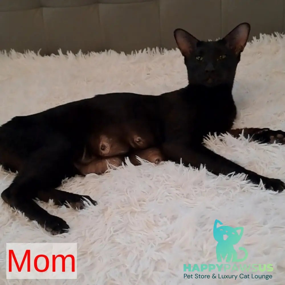 Lui Oriental Shorthair male black - live animals