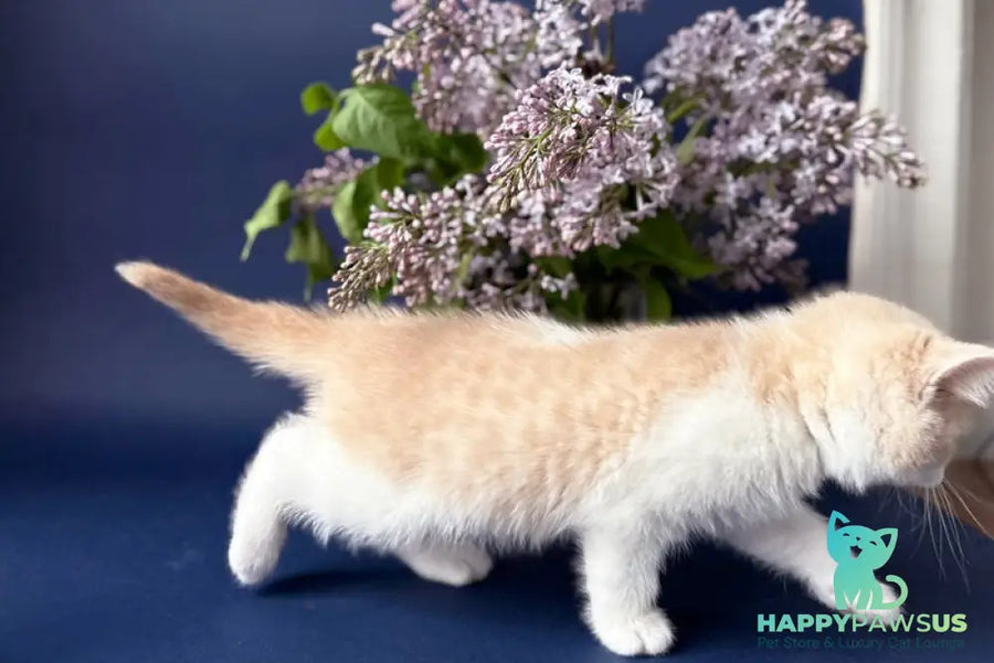 Luigi British Shorthair male cream bicolour - live animals