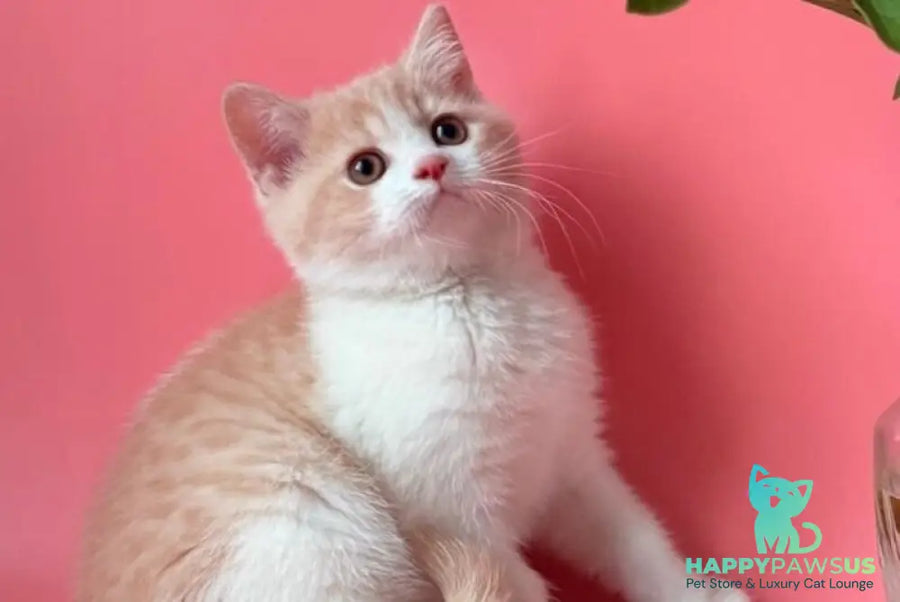 Luigi British Shorthair male cream bicolour - live animals
