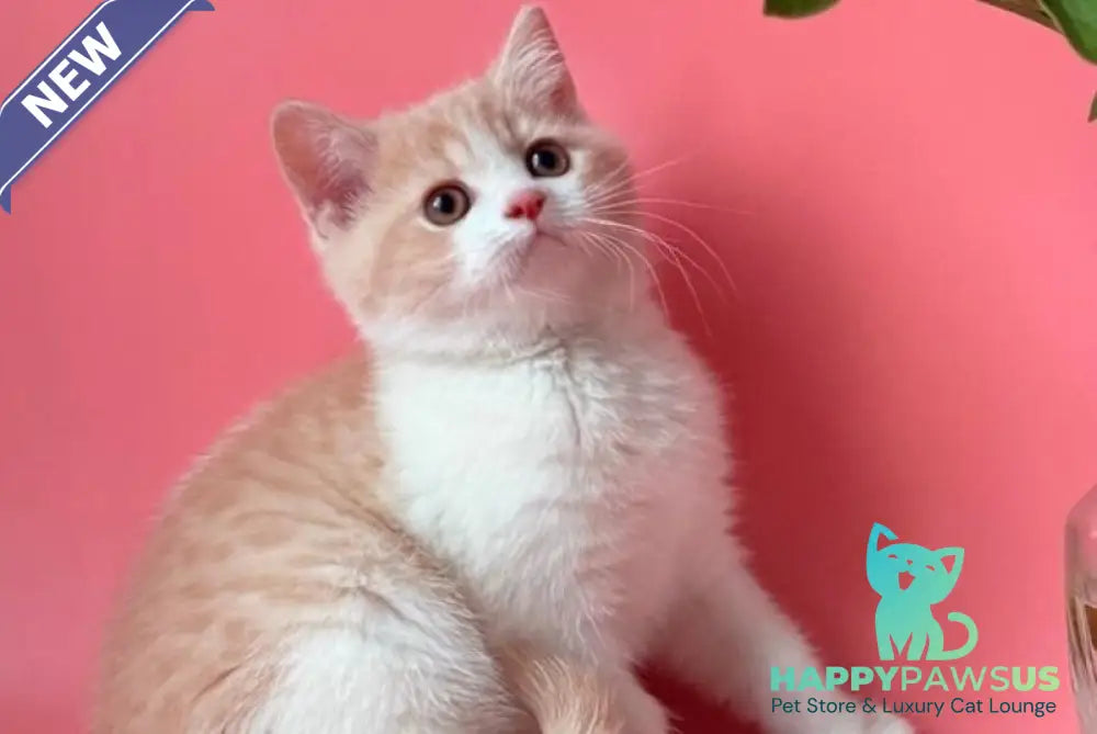 Luigi British Shorthair male cream bicolour - live animals
