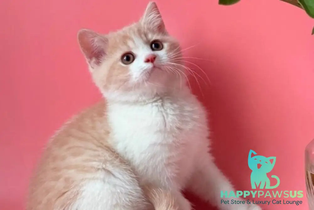 Luigi British Shorthair male cream bicolour - live animals