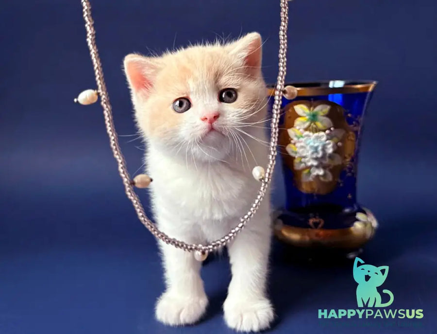 Luigi British Shorthair male cream bicolour - live animals