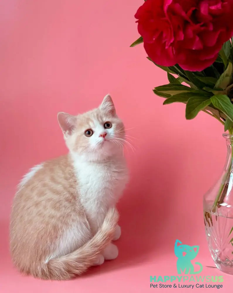 Luigi British Shorthair male cream bicolour - live animals