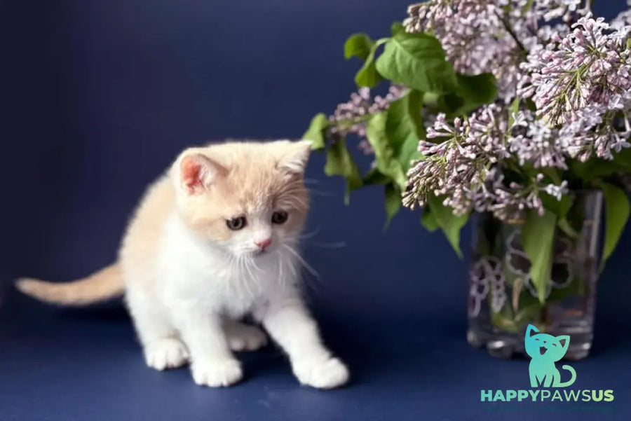 Luigi British Shorthair male cream bicolour - live animals