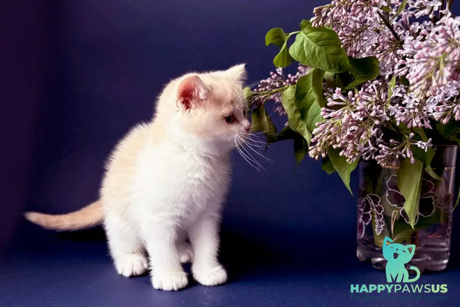 Luigi British Shorthair male cream bicolour - live animals
