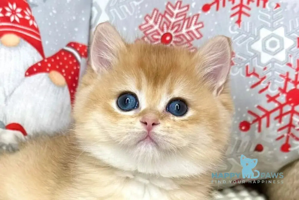 Luis British Shorthair male black golden chinchilla live animals