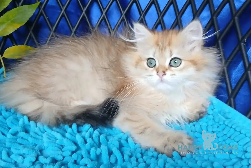 Luisa British Longhair female black golden ticked tabby live animals