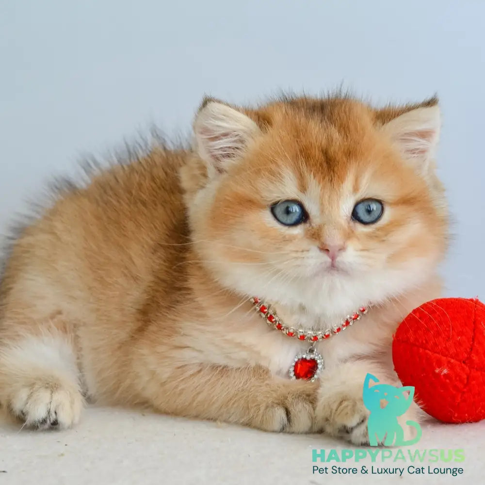 Luisa British Shorthair female black golden shaded - live animals