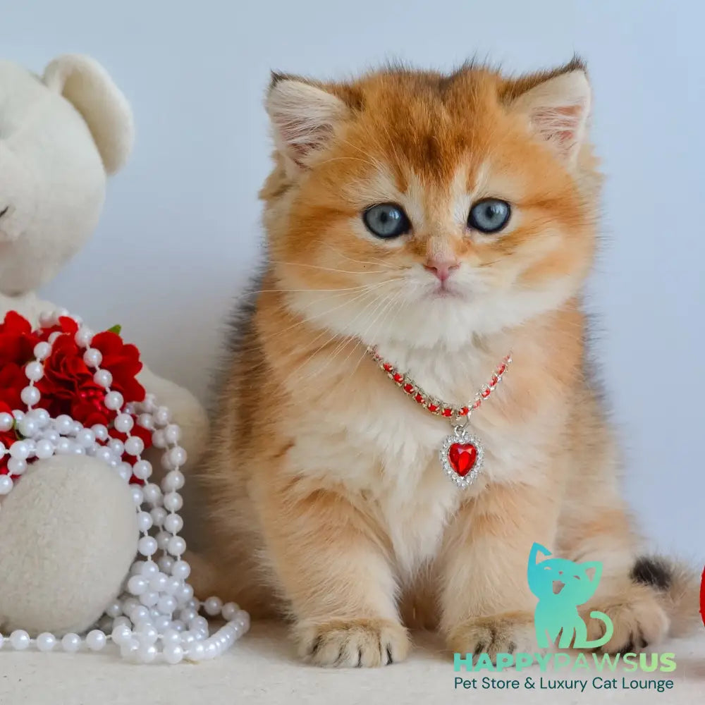 Luisa British Shorthair female black golden shaded - live animals