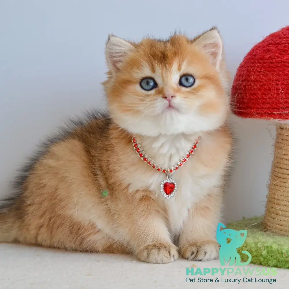 Luisa British Shorthair female black golden shaded - live animals