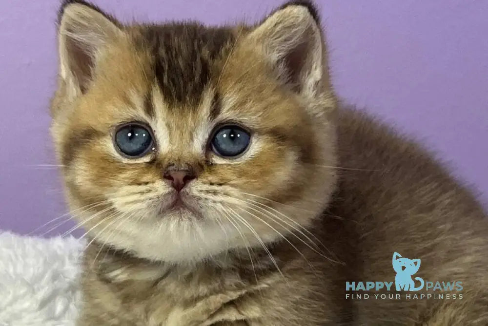 Luiz Munchkin male chocolate ticked tabby live animals