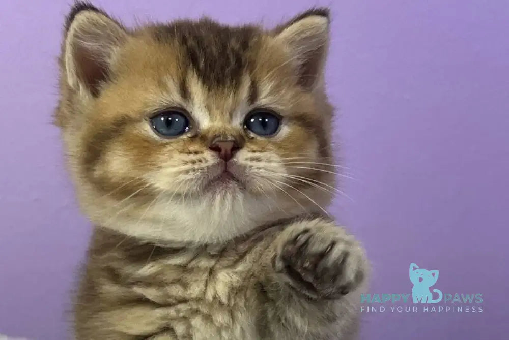 Luiz Munchkin male chocolate ticked tabby live animals