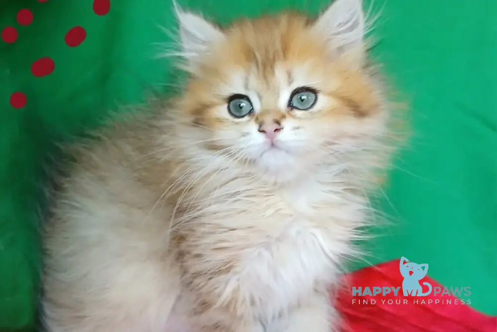 Luiza British Longhair female black golden shaded live animals