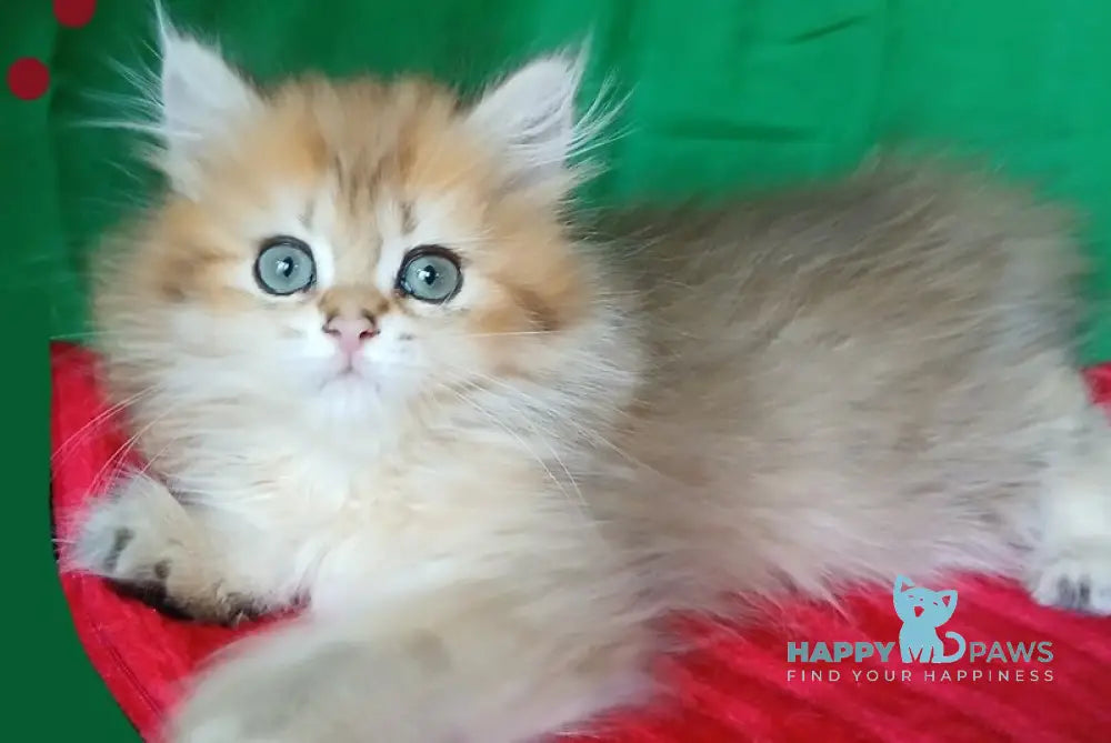 Luiza British Longhair female black golden shaded live animals