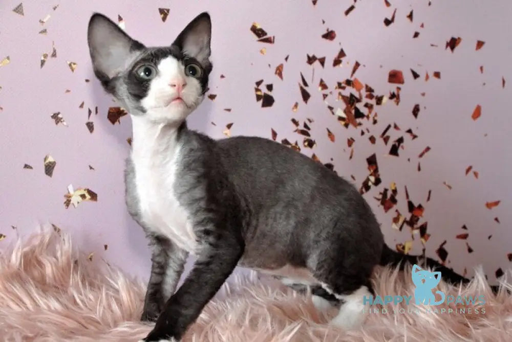 Luka Devon Rex male black bicolour live animals
