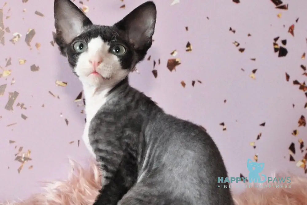 Luka Devon Rex male black bicolour live animals