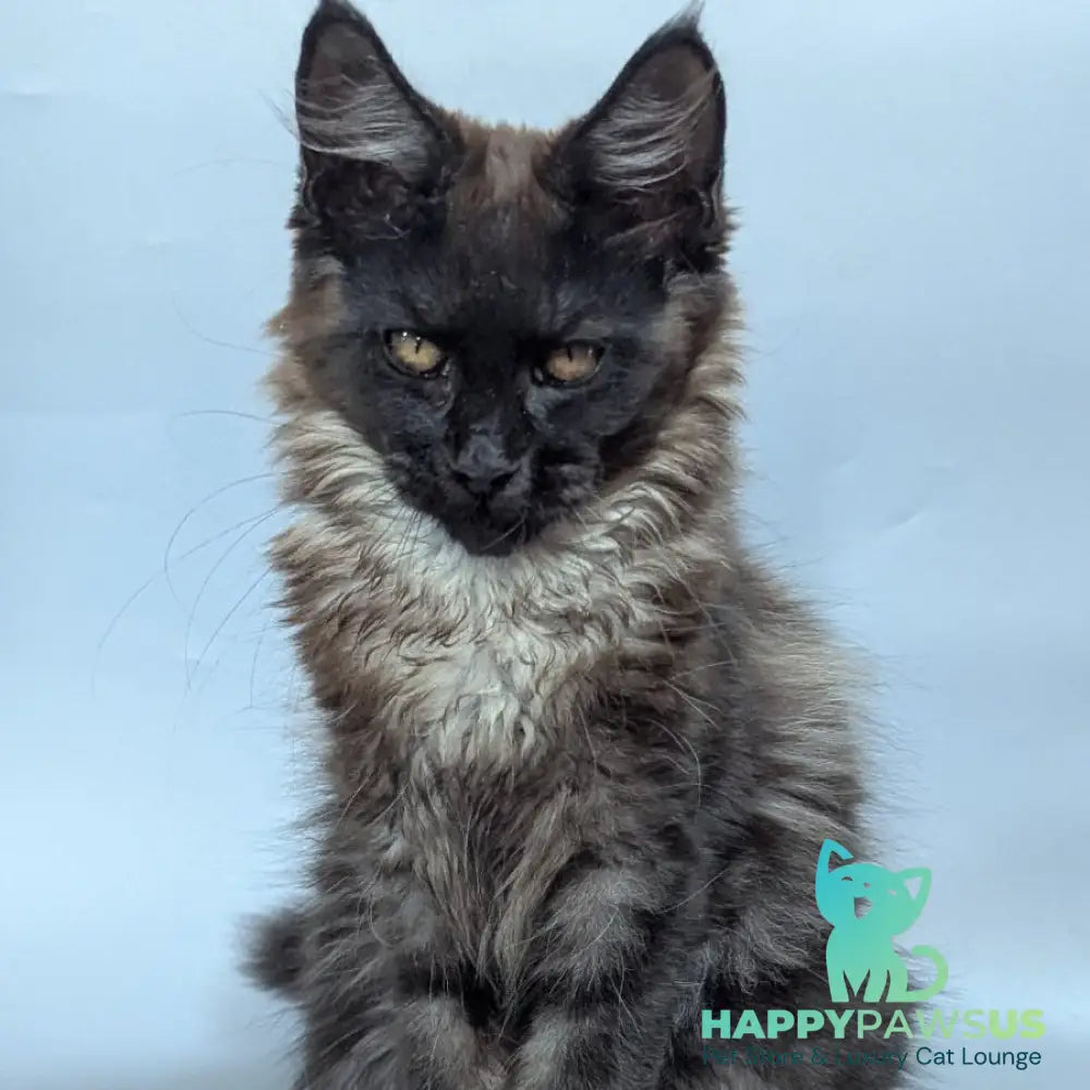 Luka Maine Coon male black silver - live animals
